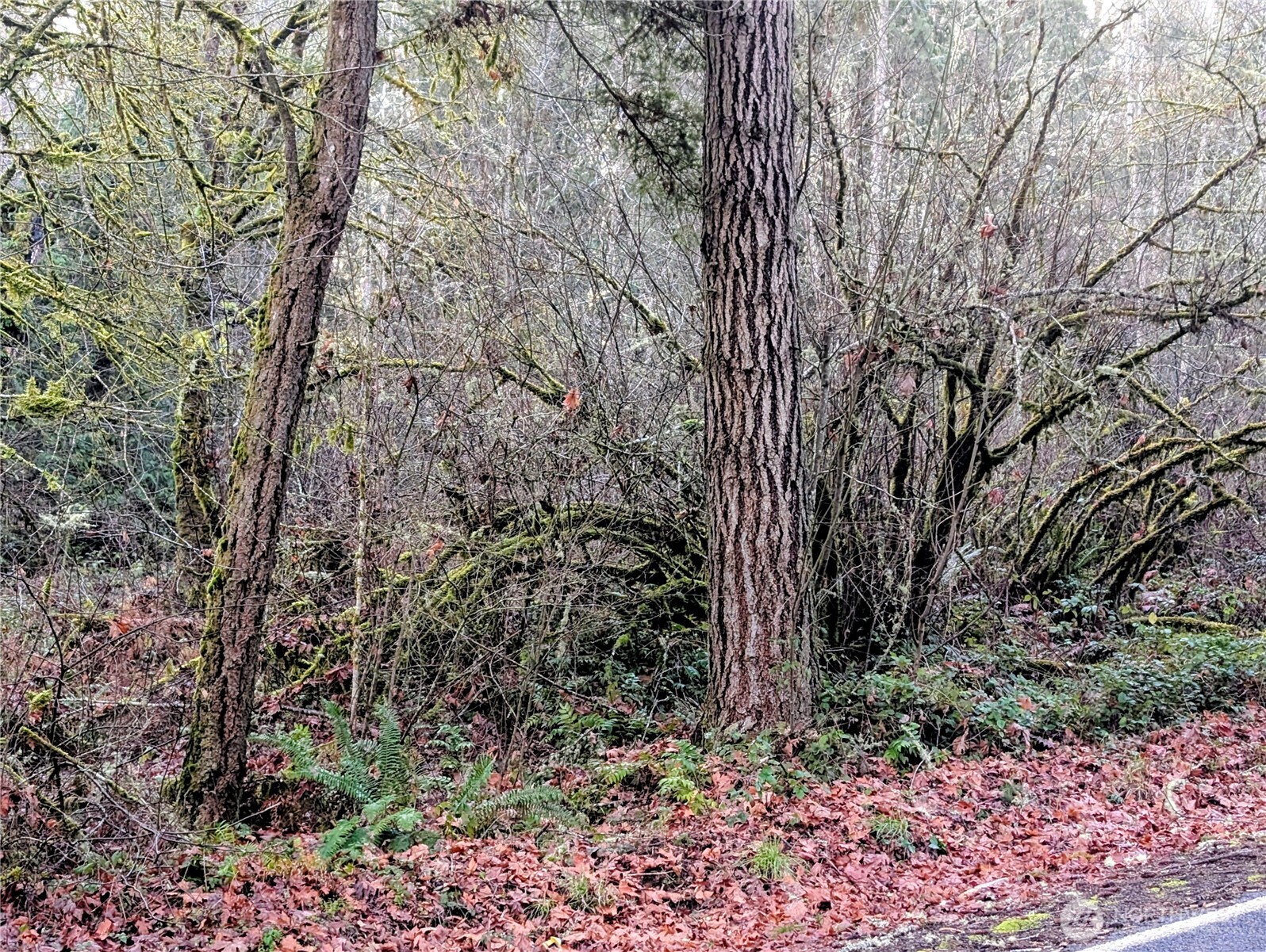 4010 Whiteman Road Southwest Lakebay, WA 98351 - Photo 5 of 21