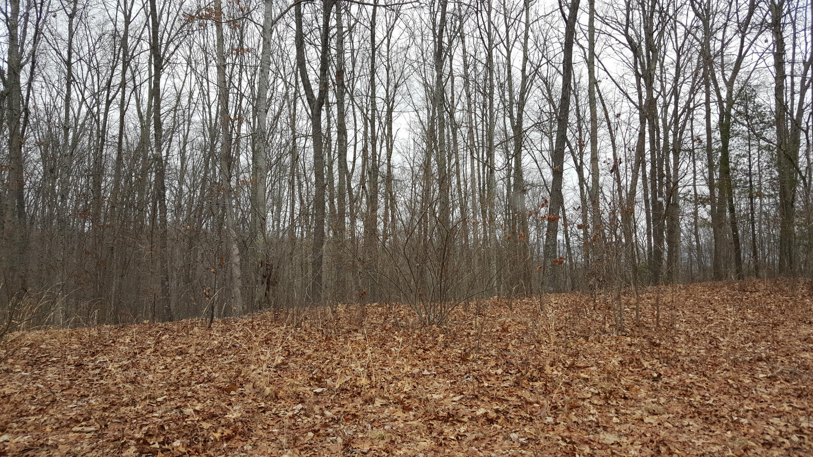 Broken Star Acres Road Lewisburg, WV 24901 - Photo 5 of 8 Gallery Image 5