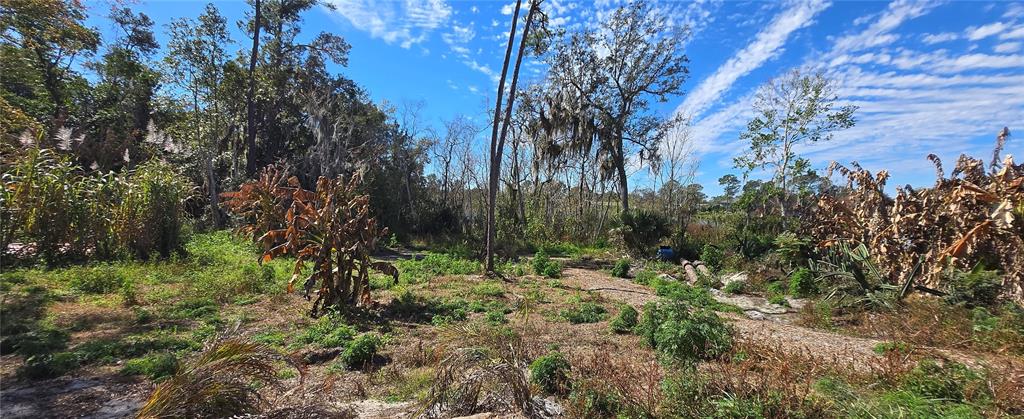 745 Waterfall Circle Deltona, FL 32725 - Photo 14 of 23 a view of a forest with a tree