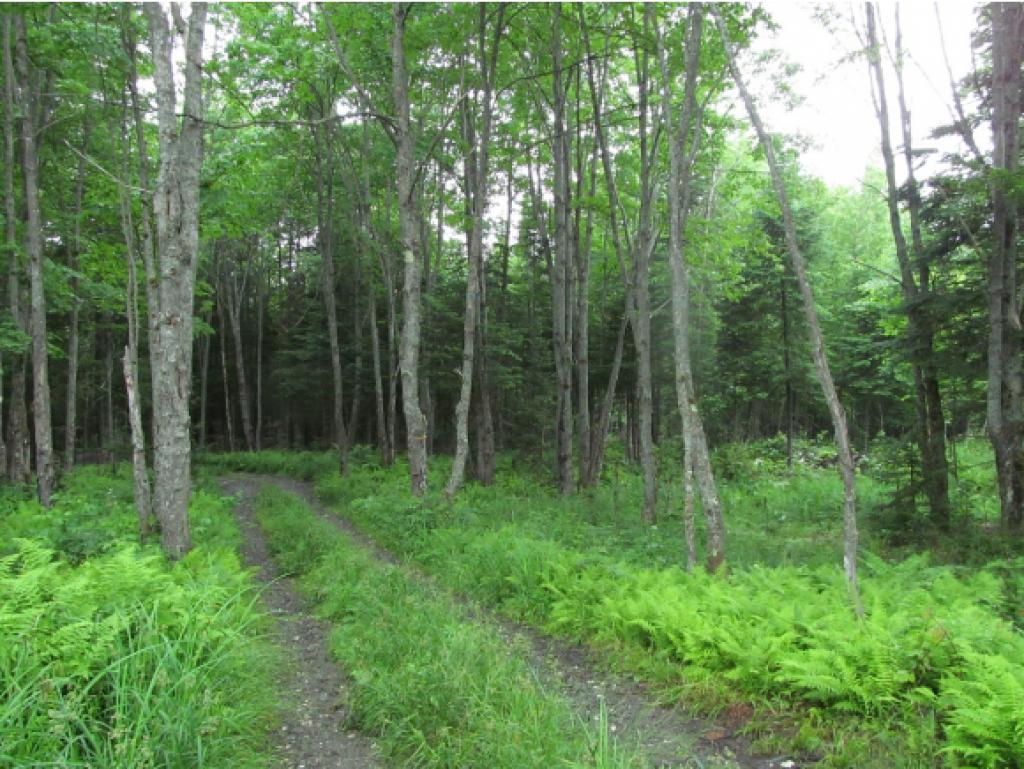 - Dead Water Road Stewartstown, NH 03576 - Photo 3 of 22 Gallery Image 3