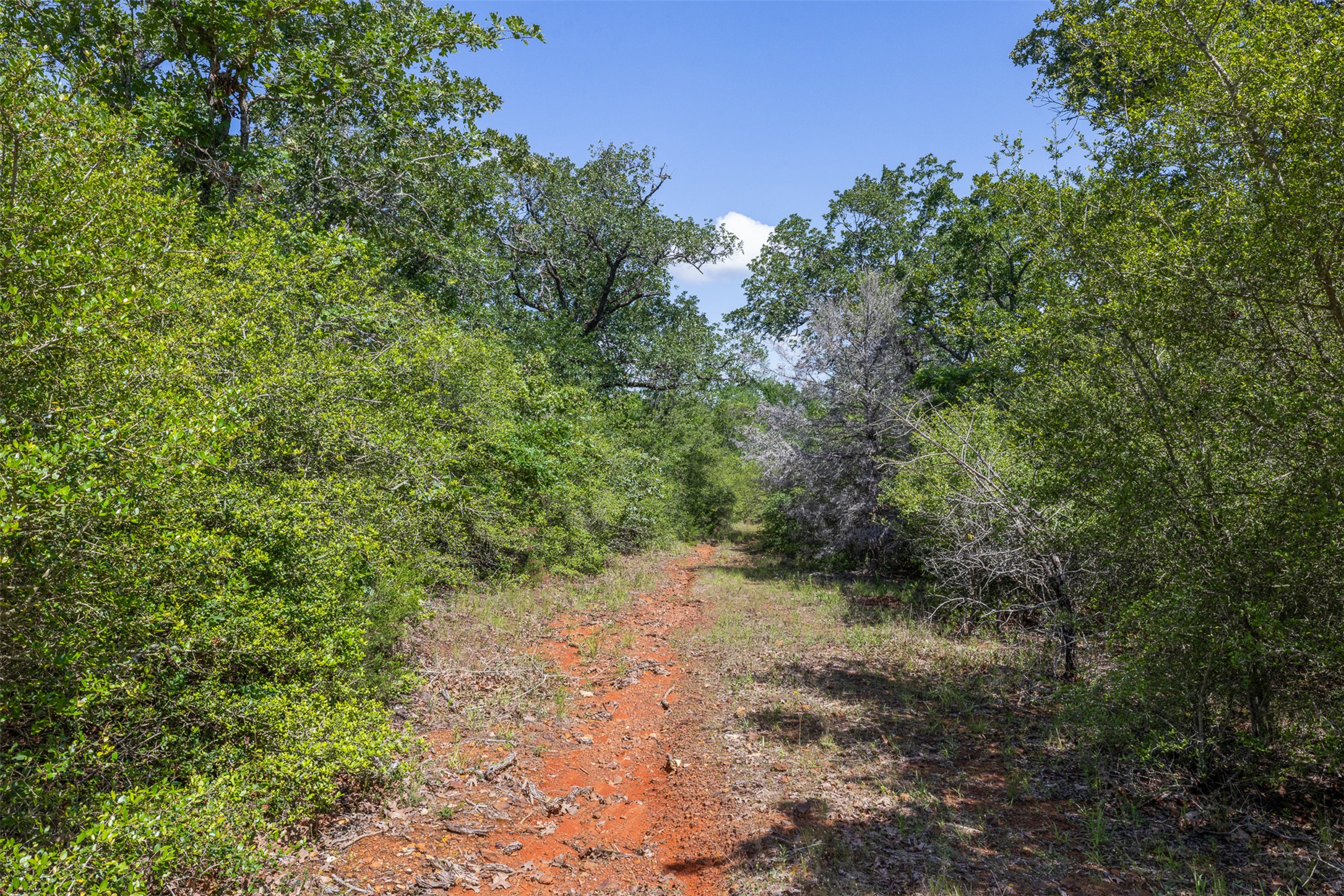 1306 22 Hills Road Gause, TX 77857 - Photo 23 of 40 Wooded acreage featuring a natural path, mature trees, and dense foliage