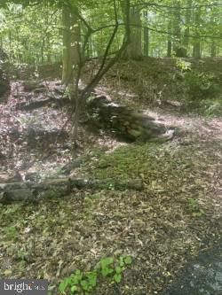 a view of a yard with plants and large trees