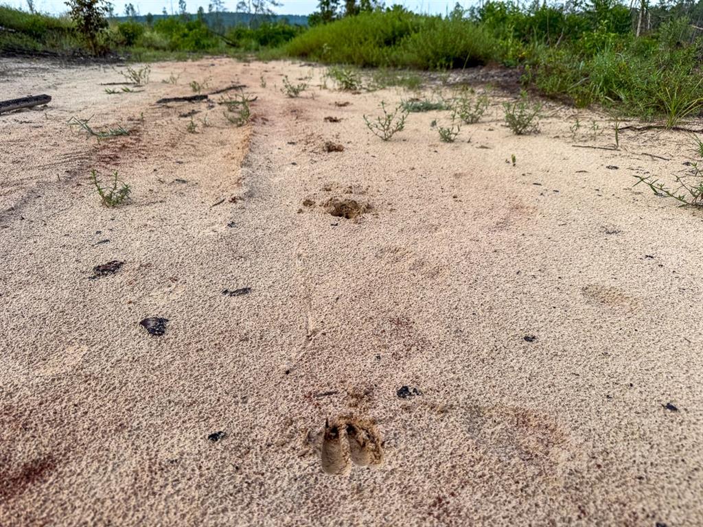 1 Red Rock Road Robeline, LA 71469 - Photo 11 of 13 a view of a pathway with a yard