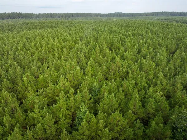 a view of a lush green field with a mountain in the background