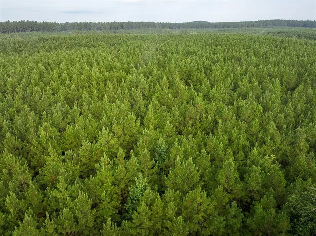 a view of a lush green field with a mountain in the background