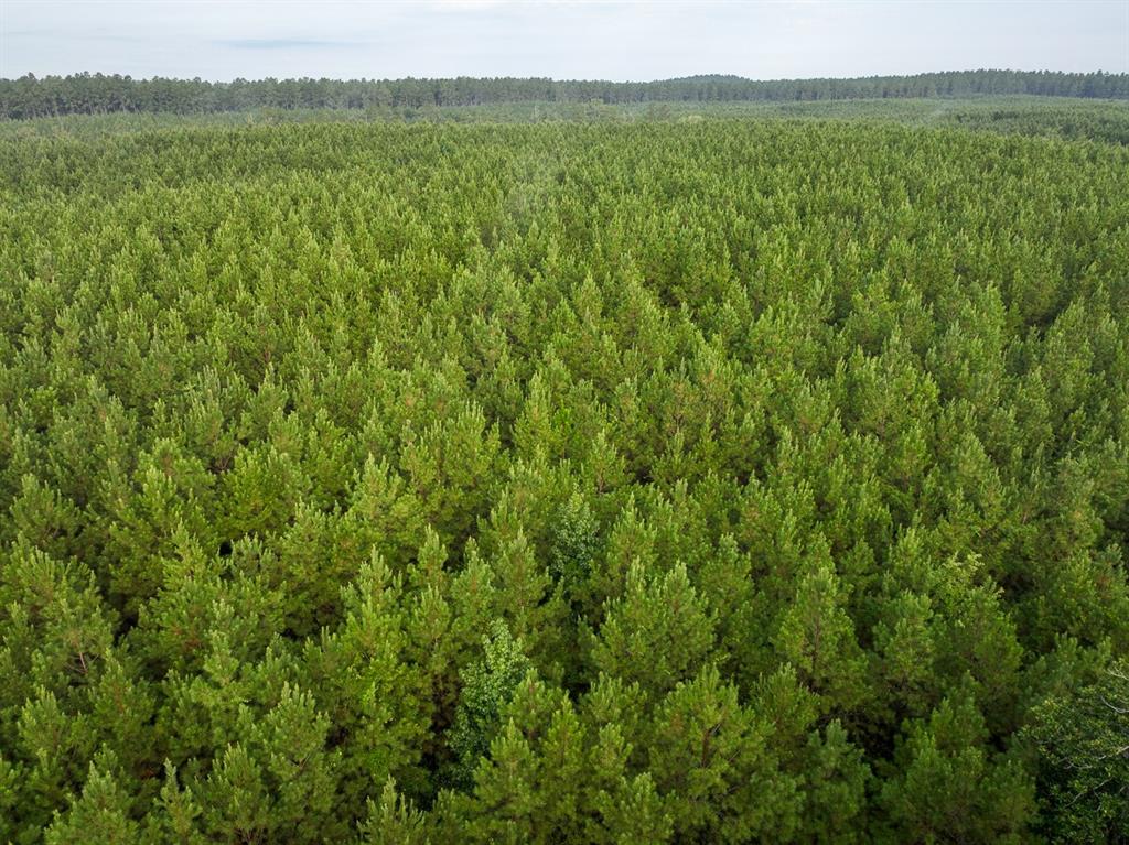 1 Red Rock Road Robeline, LA 71469 - Photo 2 of 13 a view of a lush green field with a mountain in the background
