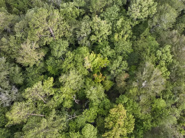 view of a lush green forest