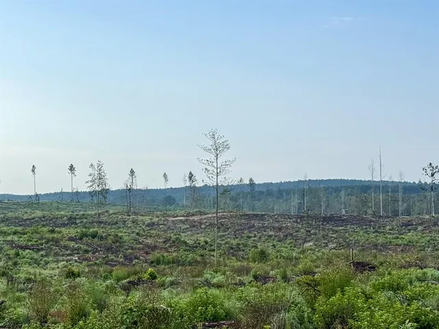 a view of a dry yard