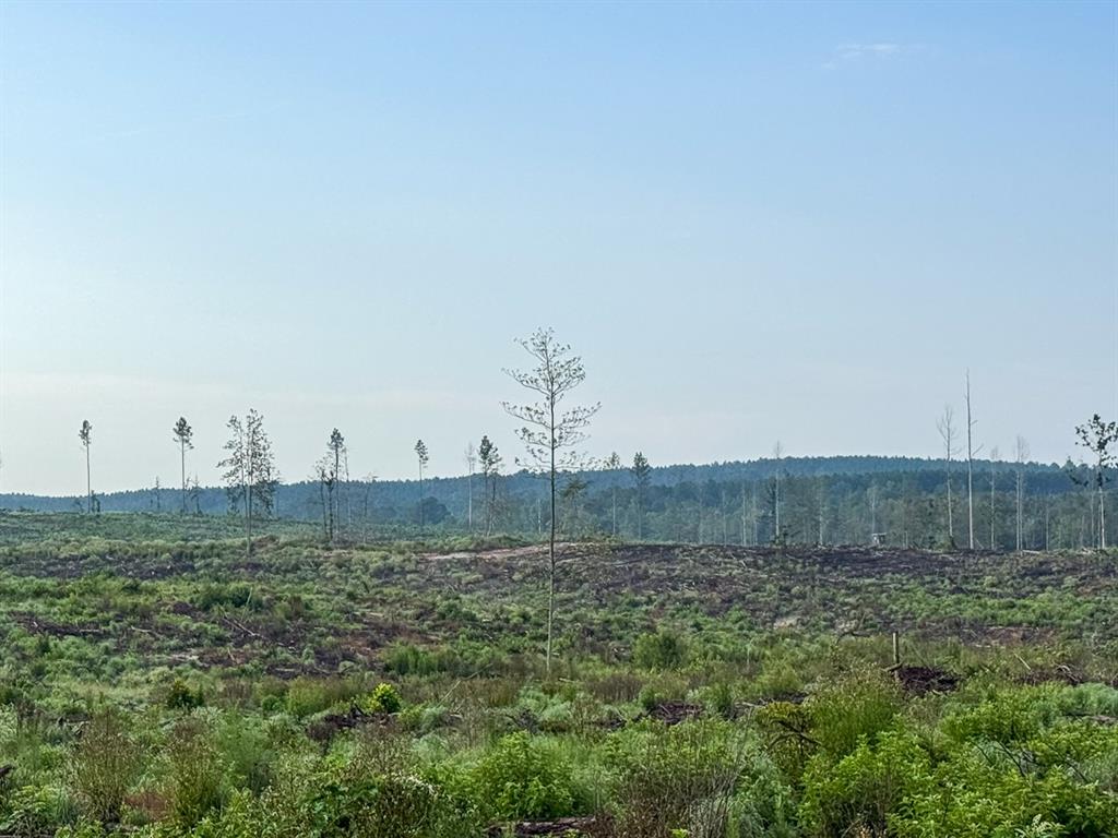 1 Red Rock Road Robeline, LA 71469 - Photo 9 of 13 a view of a dry yard