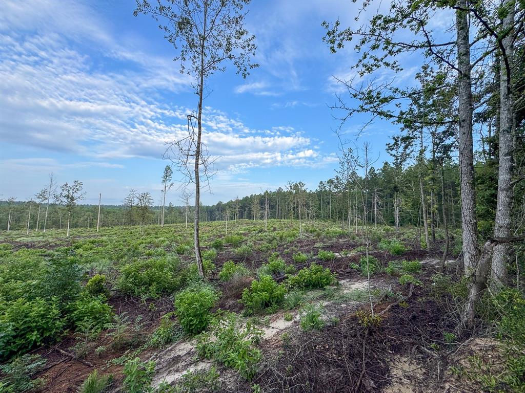 1 Red Rock Road Robeline, LA 71469 - Photo 10 of 13 a view of a garden with a tree