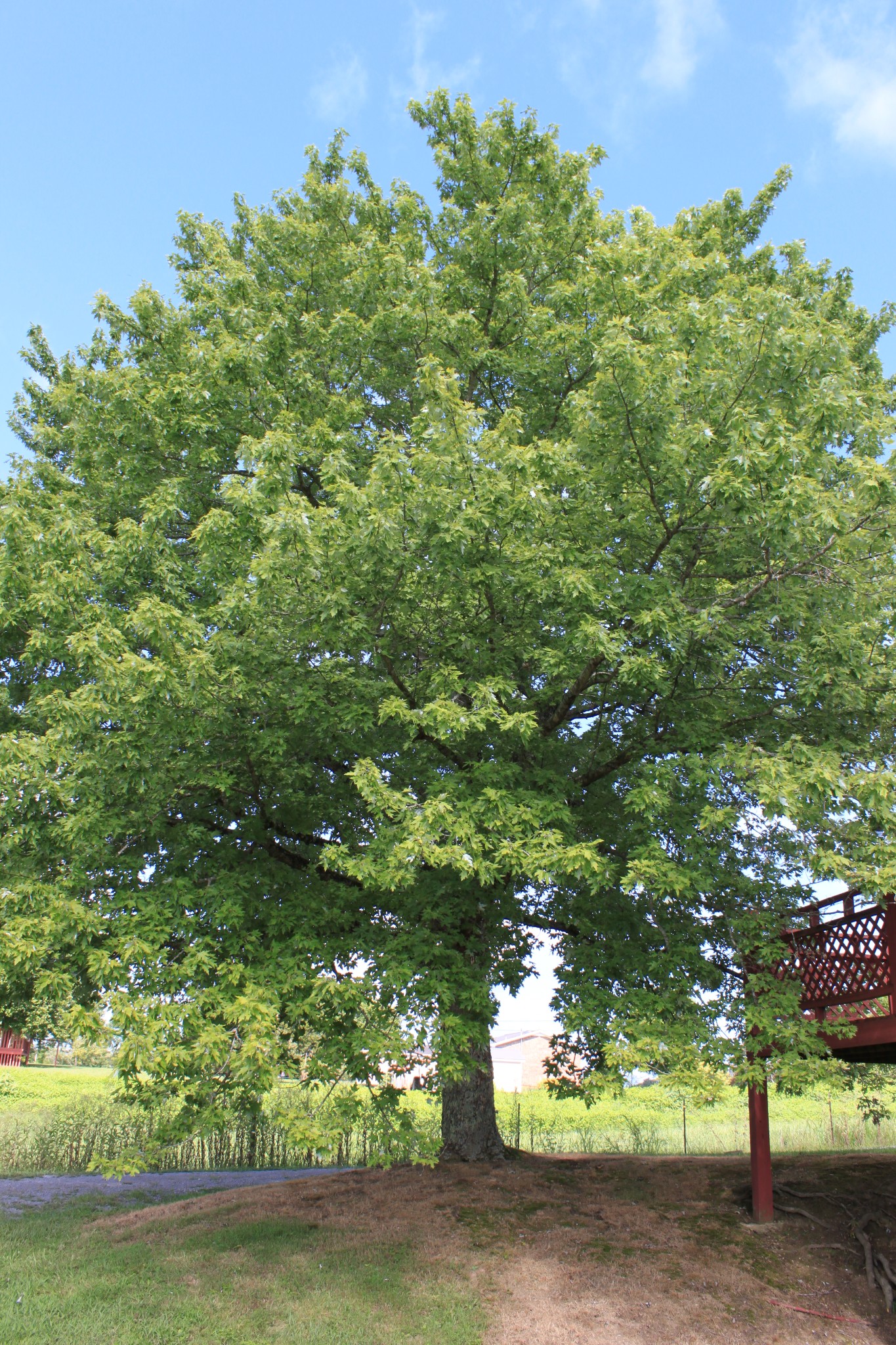 6923 Old Mill Hill Road Dowelltown, TN 37059 - Photo 6 of 43 a view of a garden with a tree