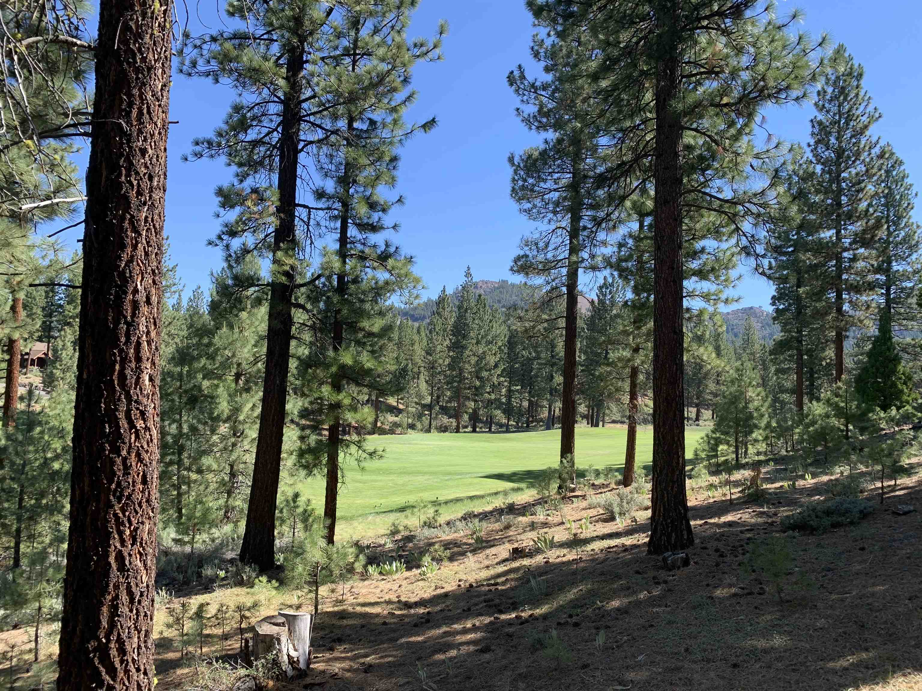 2066 Grizzly Ranch Road Portola, CA 96122 - Photo 3 of 14 a view of a park with large trees