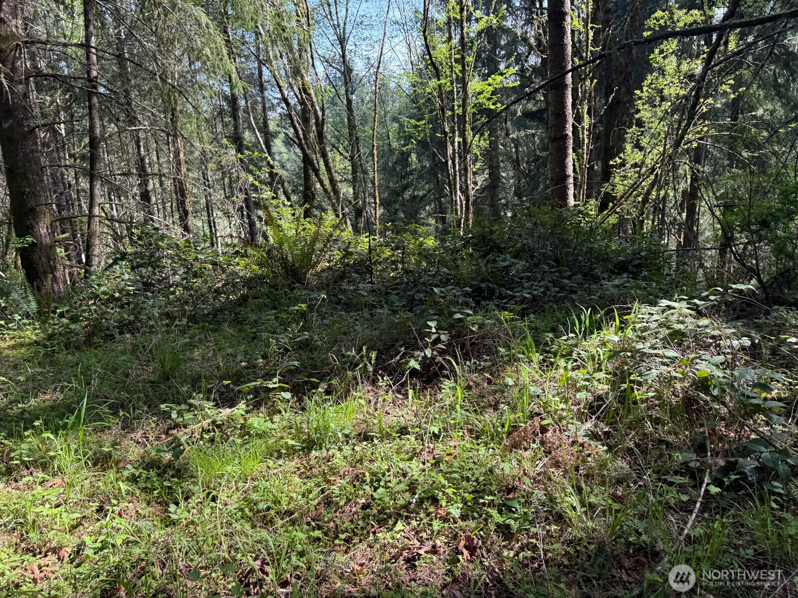 0 Halliday Road Centralia, WA 98531 - Photo 11 of 38 Gallery Image 11