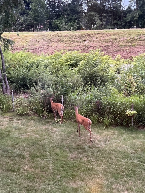 36 Cider Mill Road Framingham, MA 01701 - Photo 35 of 42 a view of yard with an outdoor space