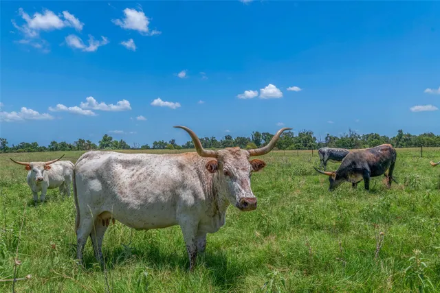 $2,359,000 | 798 Lcr 703, Kosse, TX 76653