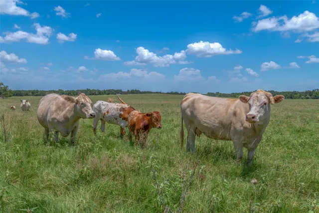 $2,359,000 | 798 Lcr 703, Kosse, TX 76653