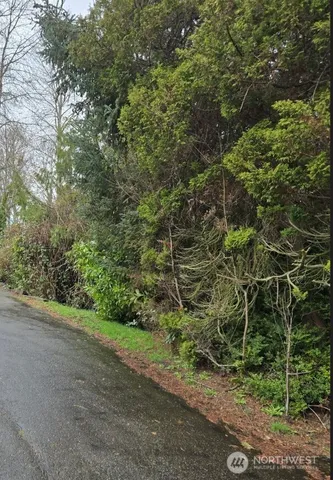 a view of a forest with trees