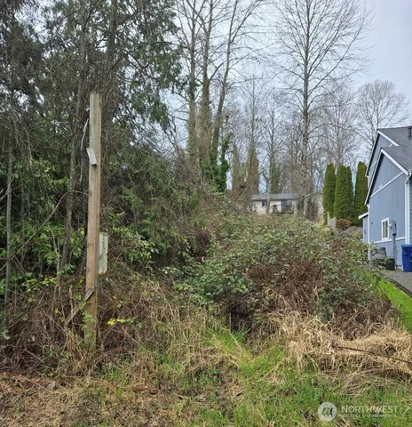 a view of a forest that has large trees
