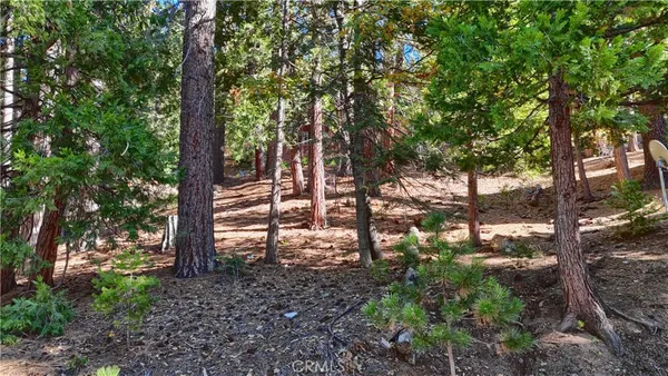 a view of a forest with trees