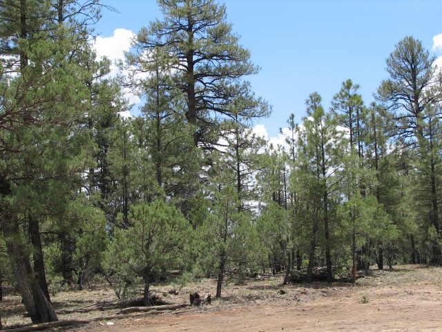 1 East Lone Mountain Road, Unit D1 Overgaard, AZ 85933 - Photo 2 of 5 Additional Photo