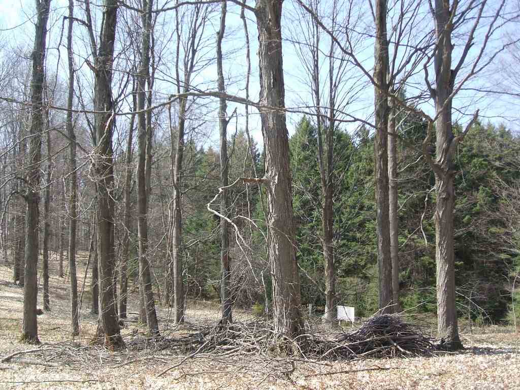 11530 East 16 Road Manton, MI 49663 - Photo 8 of 11 1798947-7.JPG