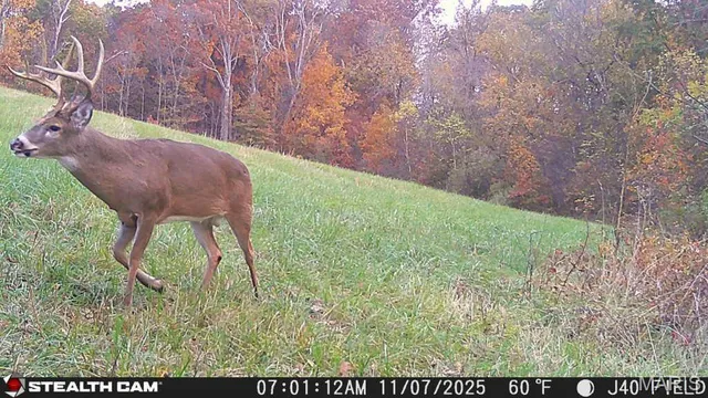 $240,000 | 0 North Maysville Lane, Mount Vernon, IL 62864