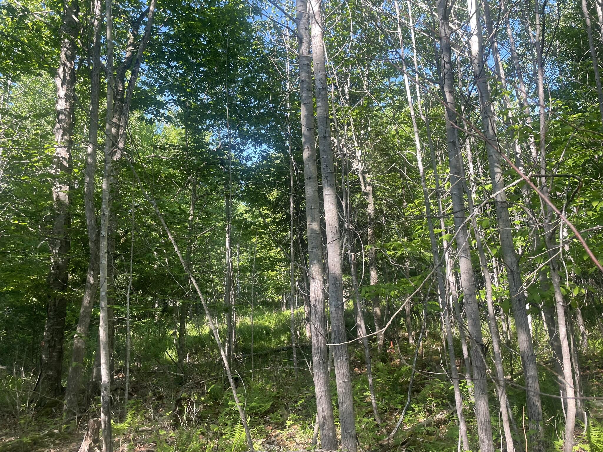 0 Macomber Road Readfield, ME 04355 - Photo 54 of 61 IMG_5690