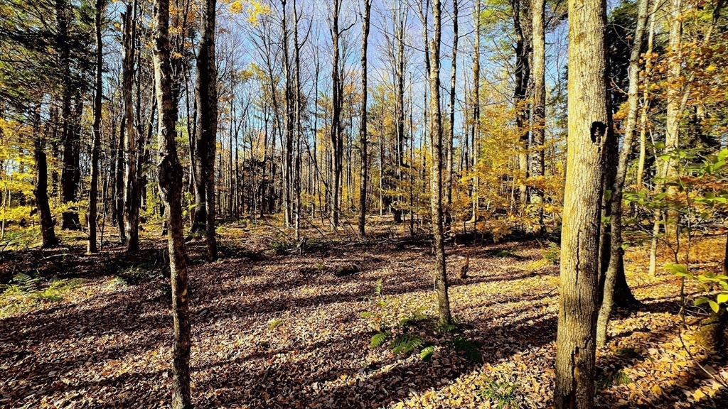 Lot 1 Marcy Road Otis, MA 01253 - Photo 6 of 15 a view of a backyard of the house