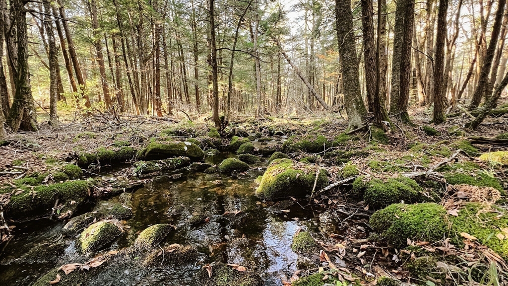 Lot 1 Marcy Road Otis, MA 01253 - Photo 7 of 15 a view of lot of trees