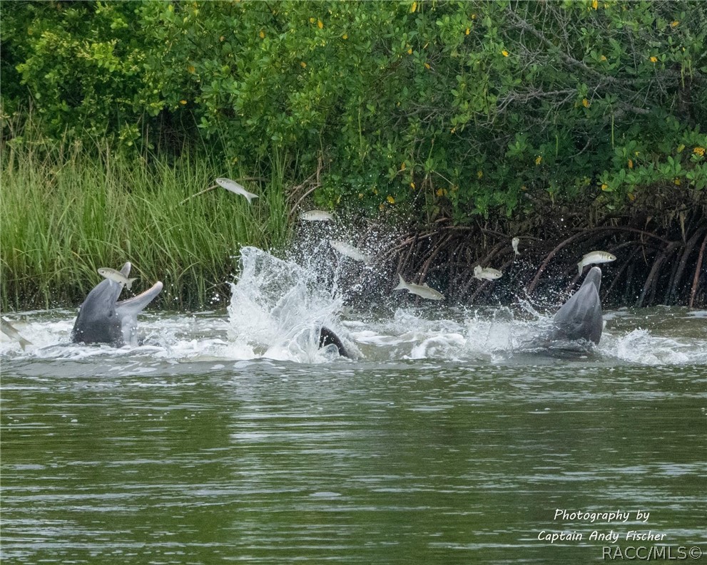 11590 North Kayak Point Inglis, FL 34449 - Photo 87 of 87