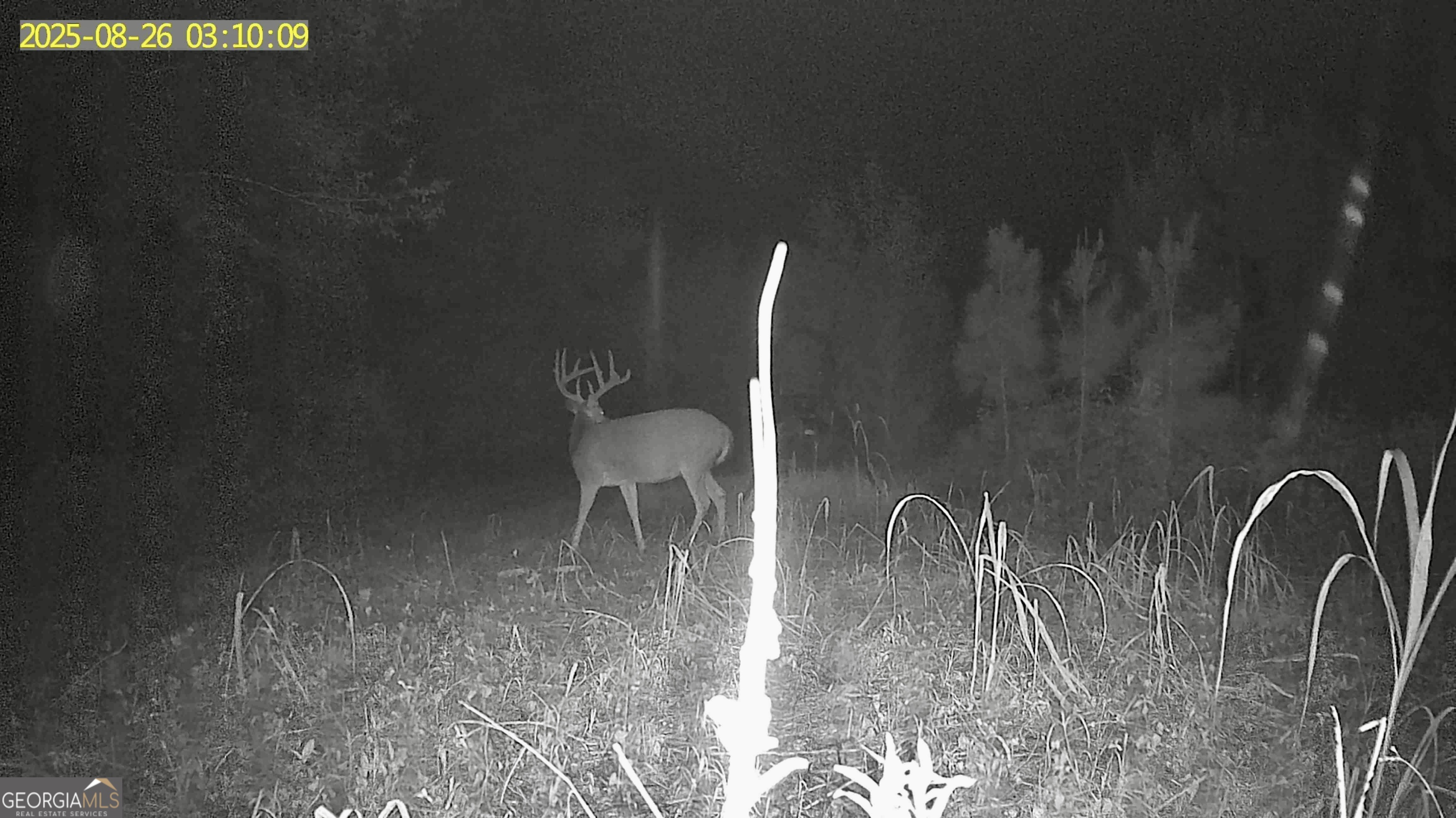 0 Jenkins Farm Road Byromville, GA 31007 - Photo 12 of 66