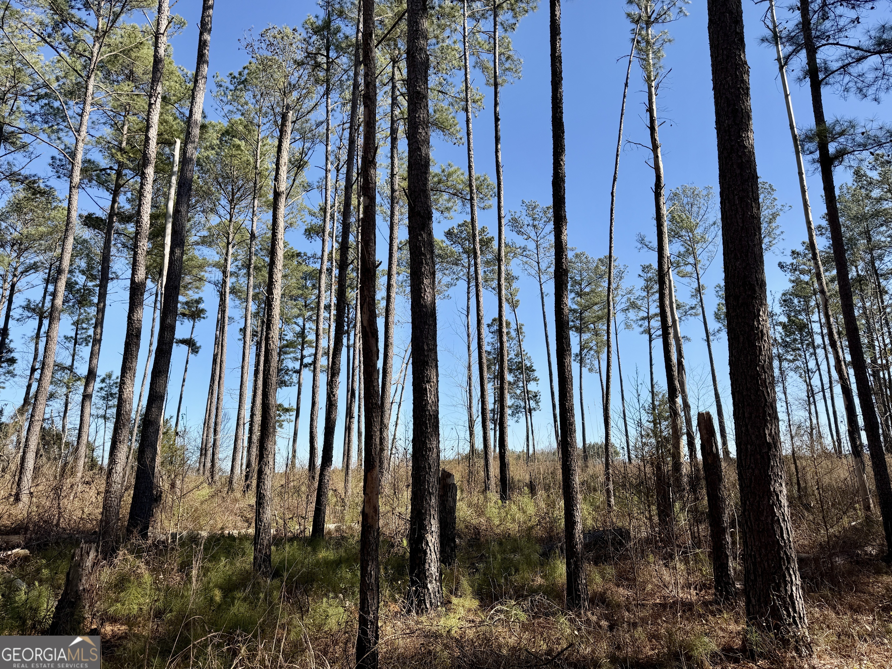 0 Jenkins Farm Road Byromville, GA 31007 - Photo 13 of 66