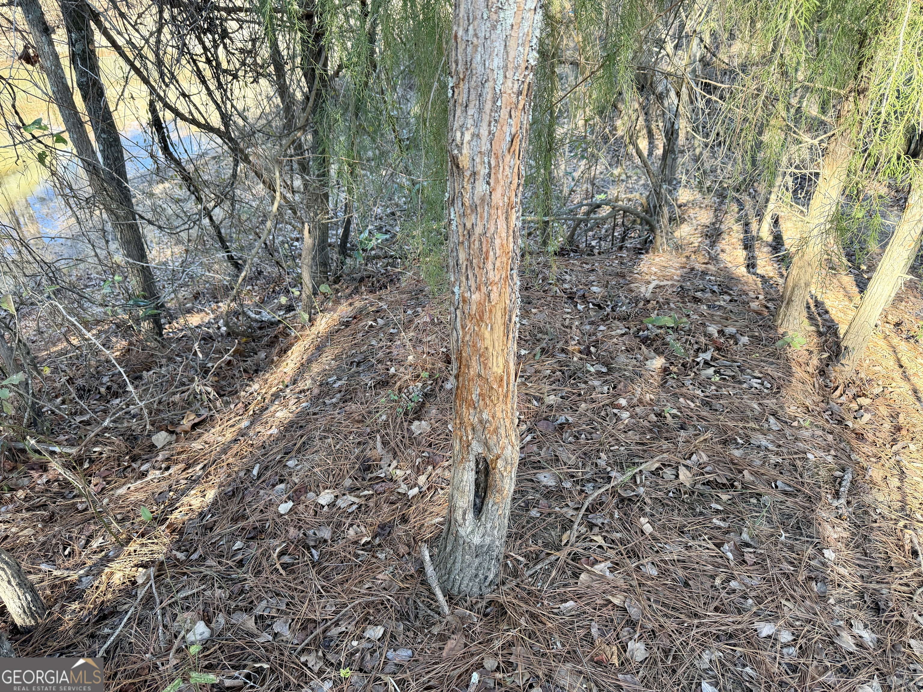 0 Jenkins Farm Road Byromville, GA 31007 - Photo 15 of 66