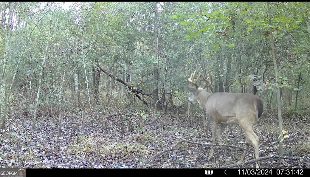 0 Jenkins Farm Road Byromville, GA 31007 - Photo 16 of 66