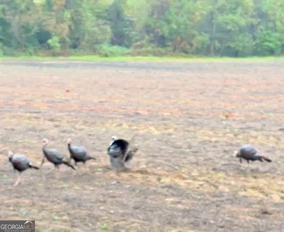 $1,032,000 | 0 Jenkins Farm Road, Byromville, GA 31007