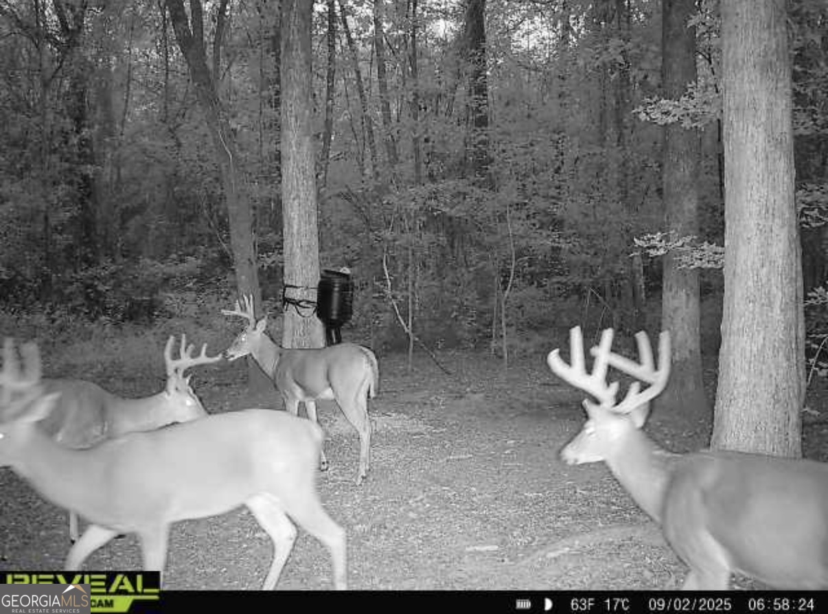 0 Jenkins Farm Road Byromville, GA 31007 - Photo 21 of 66