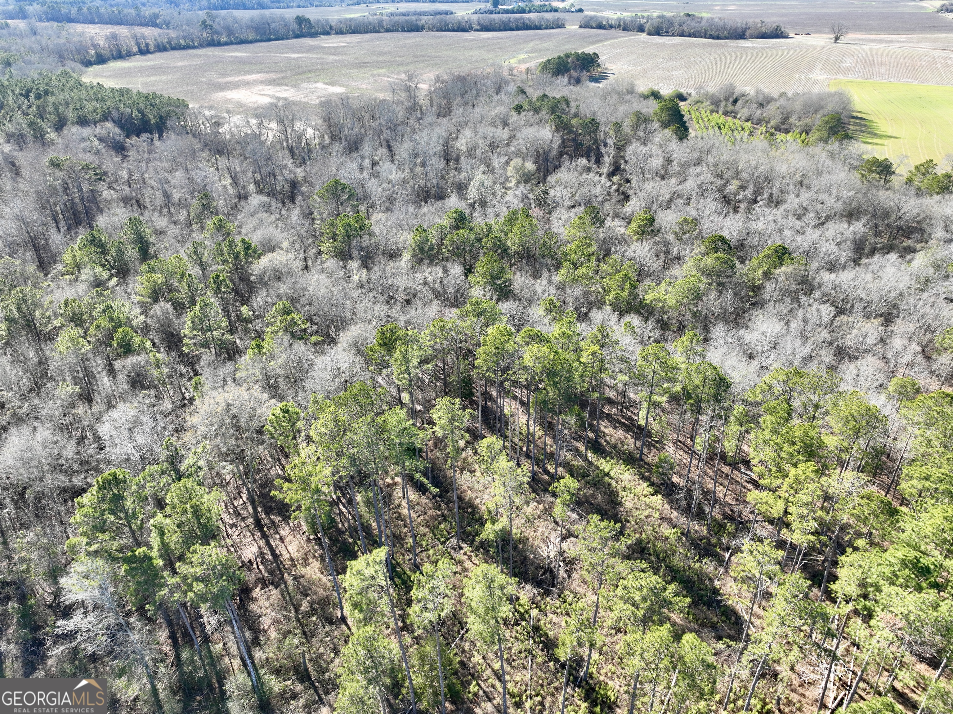 0 Jenkins Farm Road Byromville, GA 31007 - Photo 43 of 66