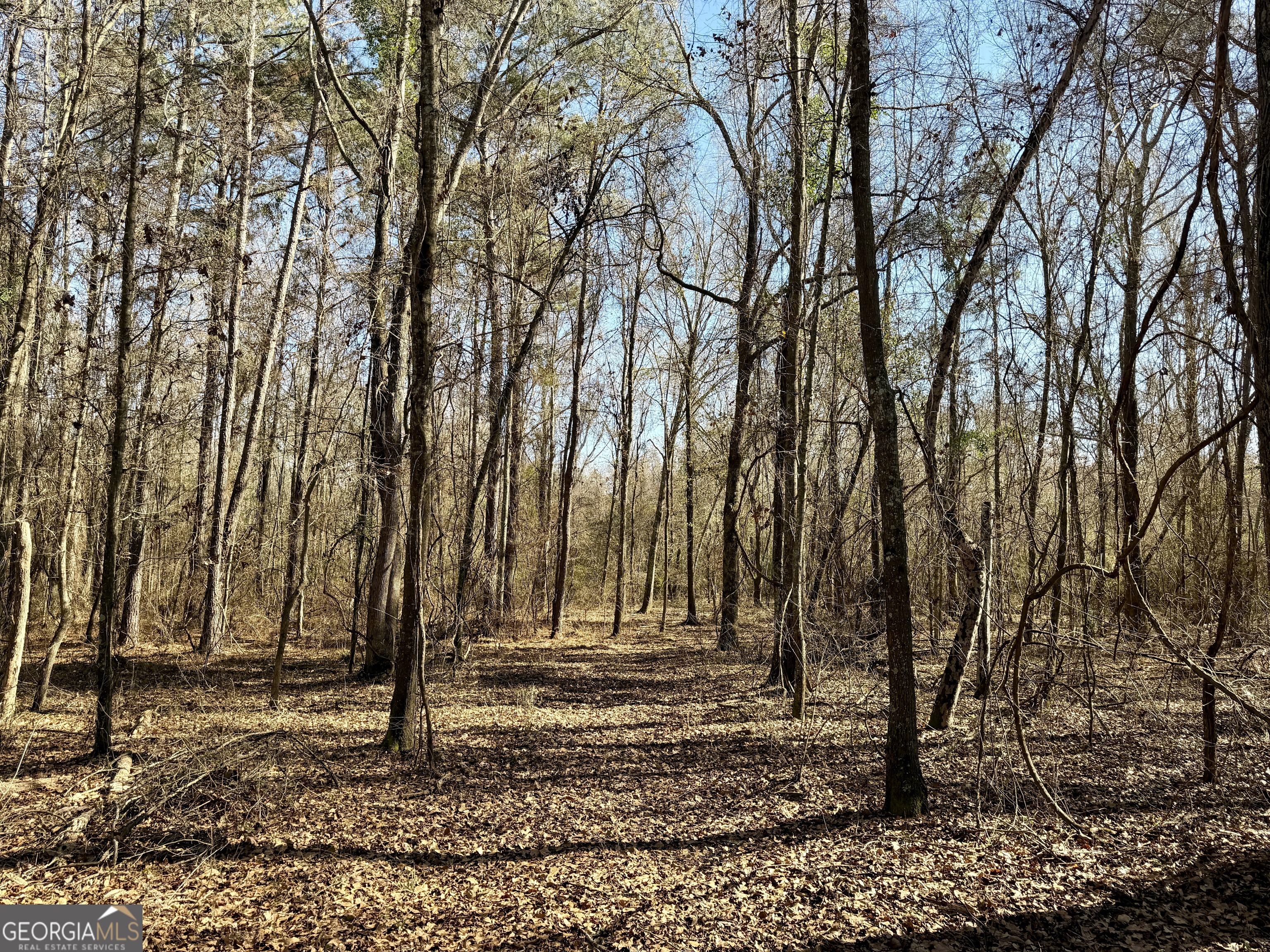 0 Jenkins Farm Road Byromville, GA 31007 - Photo 47 of 66