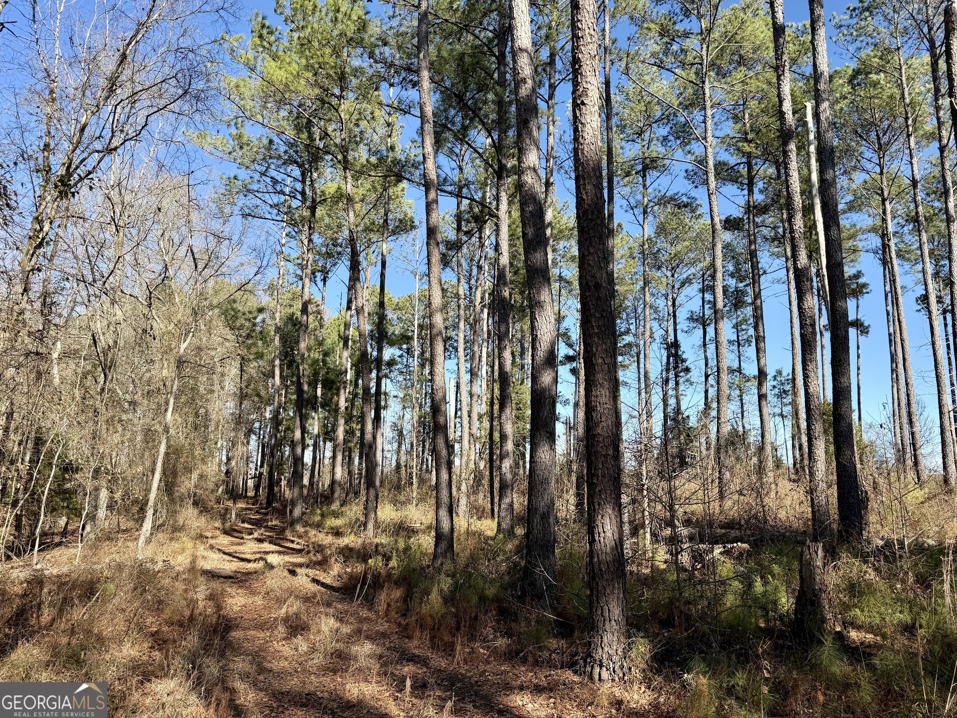 0 Jenkins Farm Road Byromville, GA 31007 - Photo 51 of 66