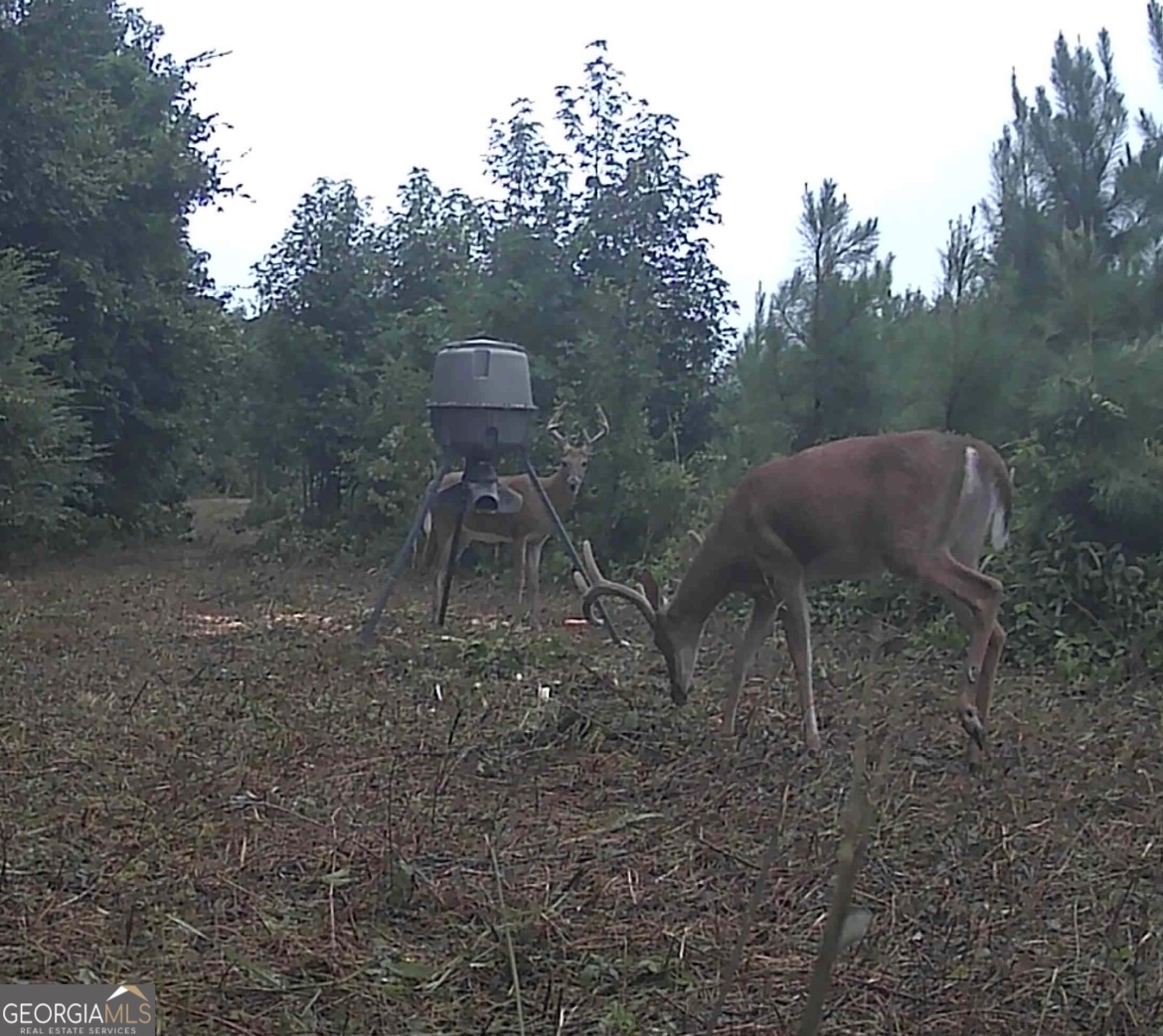 0 Jenkins Farm Road Byromville, GA 31007 - Photo 58 of 66