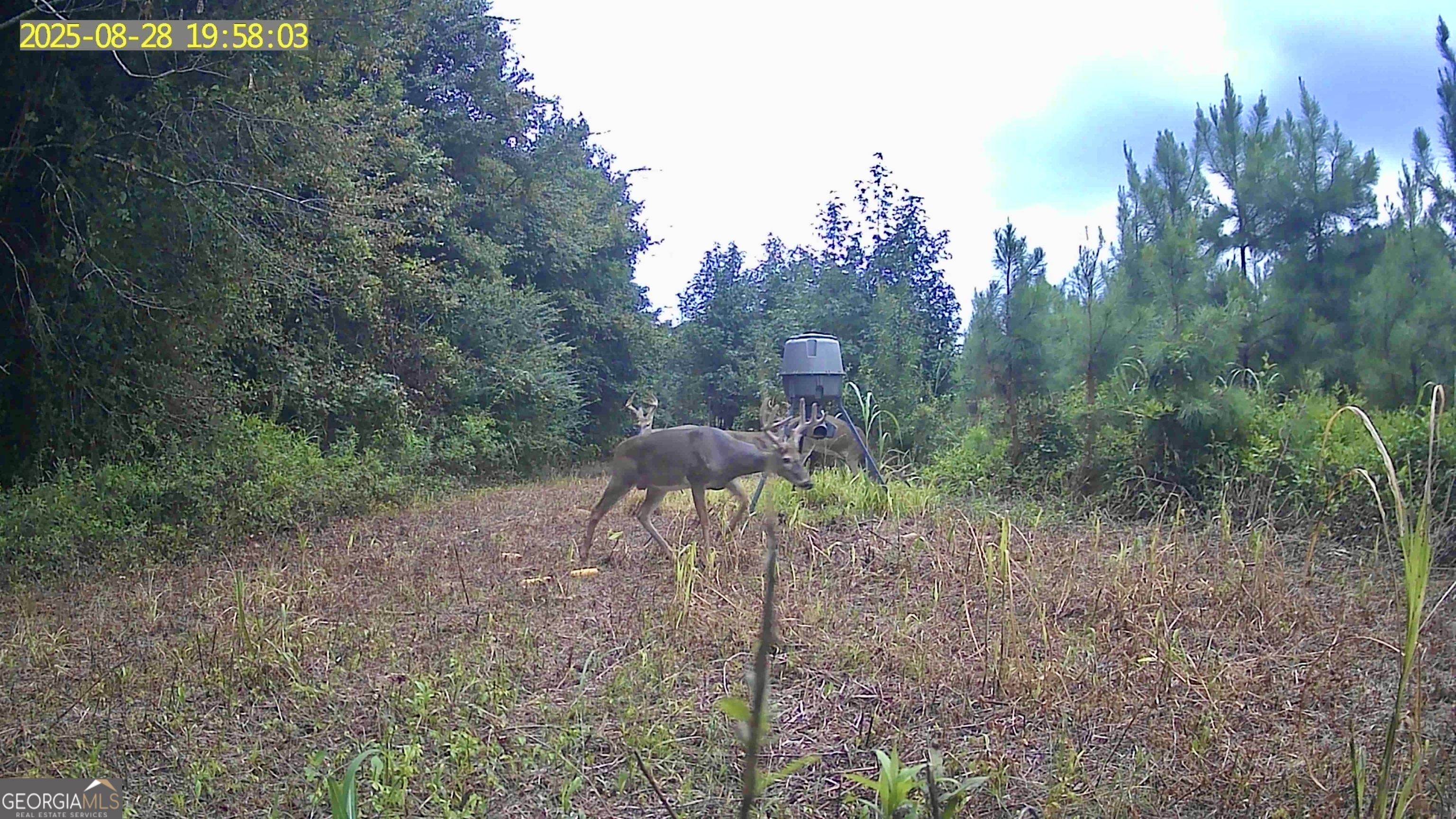 0 Jenkins Farm Road Byromville, GA 31007 - Photo 61 of 66