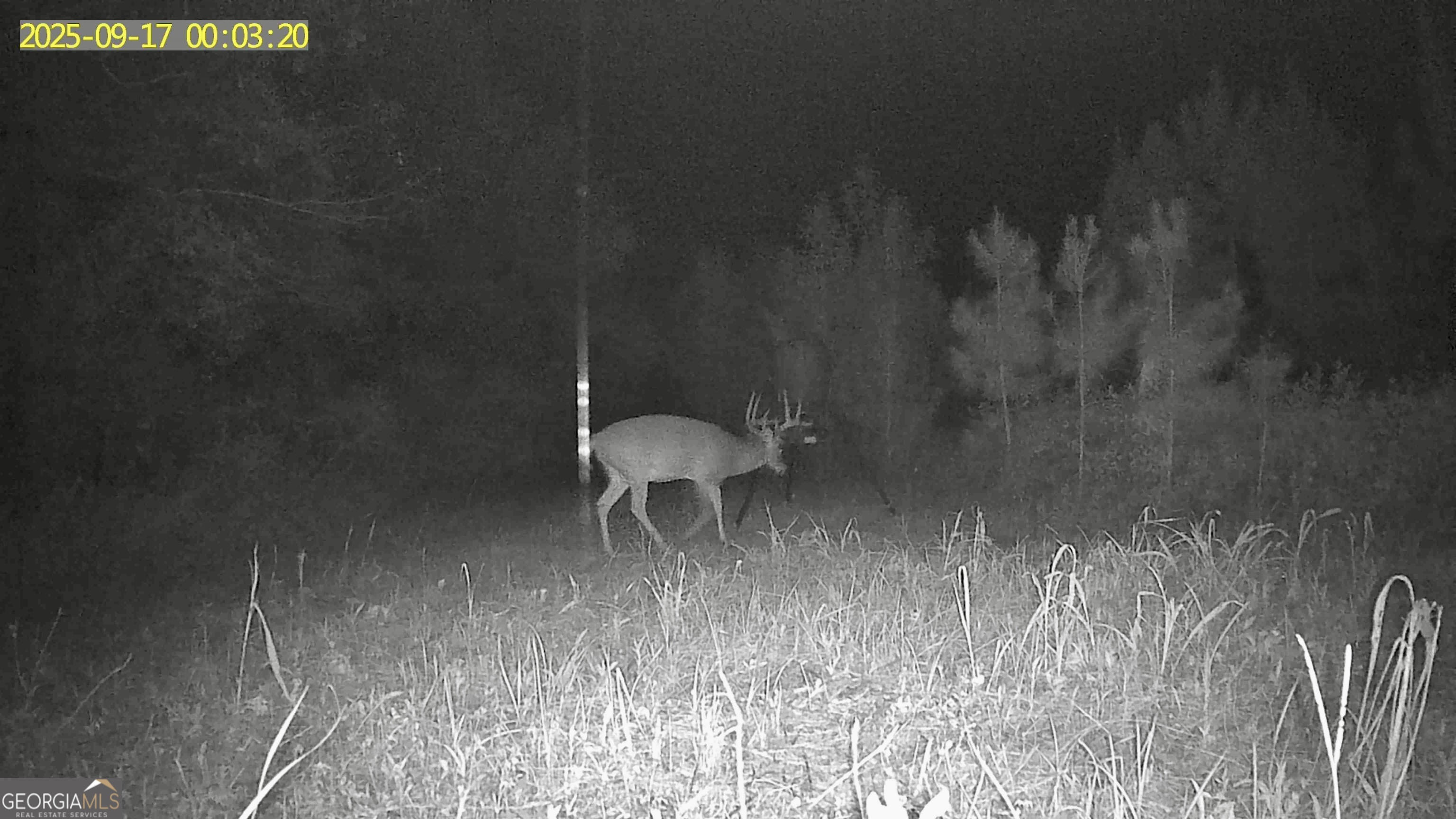 0 Jenkins Farm Road Byromville, GA 31007 - Photo 65 of 66