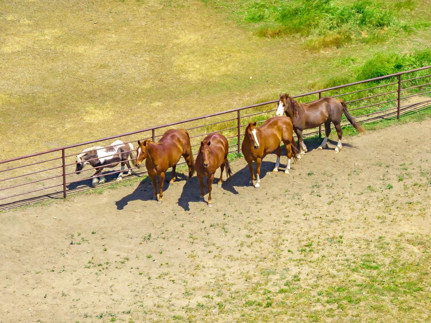 15605 Johnson Road Red Bluff, CA 96080 - Photo 60 of 88