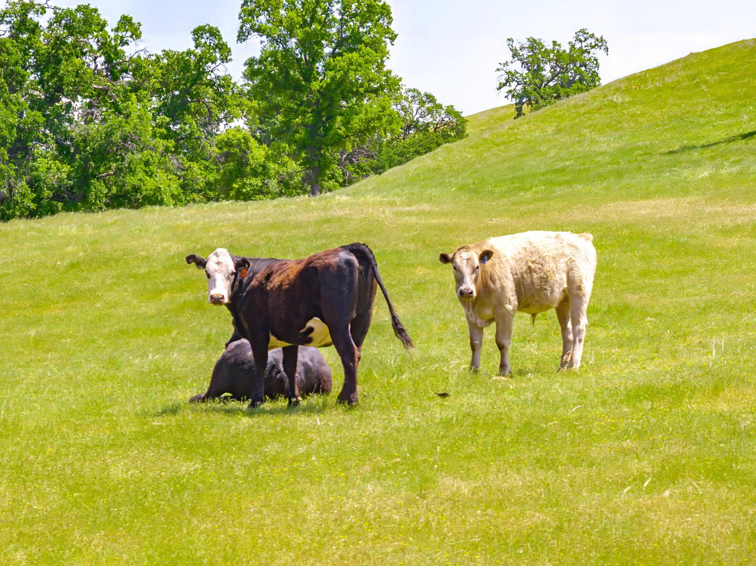 15605 Johnson Road Red Bluff, CA 96080 - Photo 72 of 88 a view of an ocean from a balcony