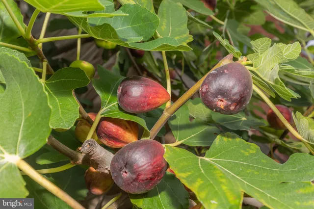 $995,000 | 1617 V Street Northwest, Washington, DC 20009