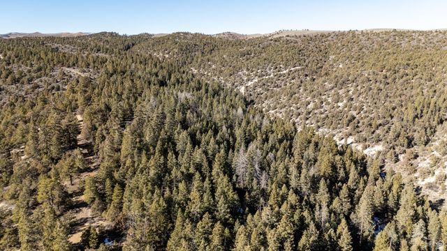 1955 West Mammoth Crk Road Hatch, UT 84735 - Photo 18 of 52 Expansive wooded terrain featuring a mix of evergreen trees and natural ground cover