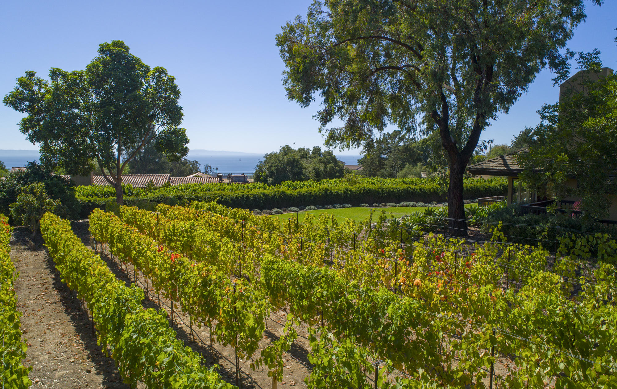7410 Shepard Mesa Road Carpinteria, CA 93013 - Photo 17 of 32 Petite Syrah Vineyard