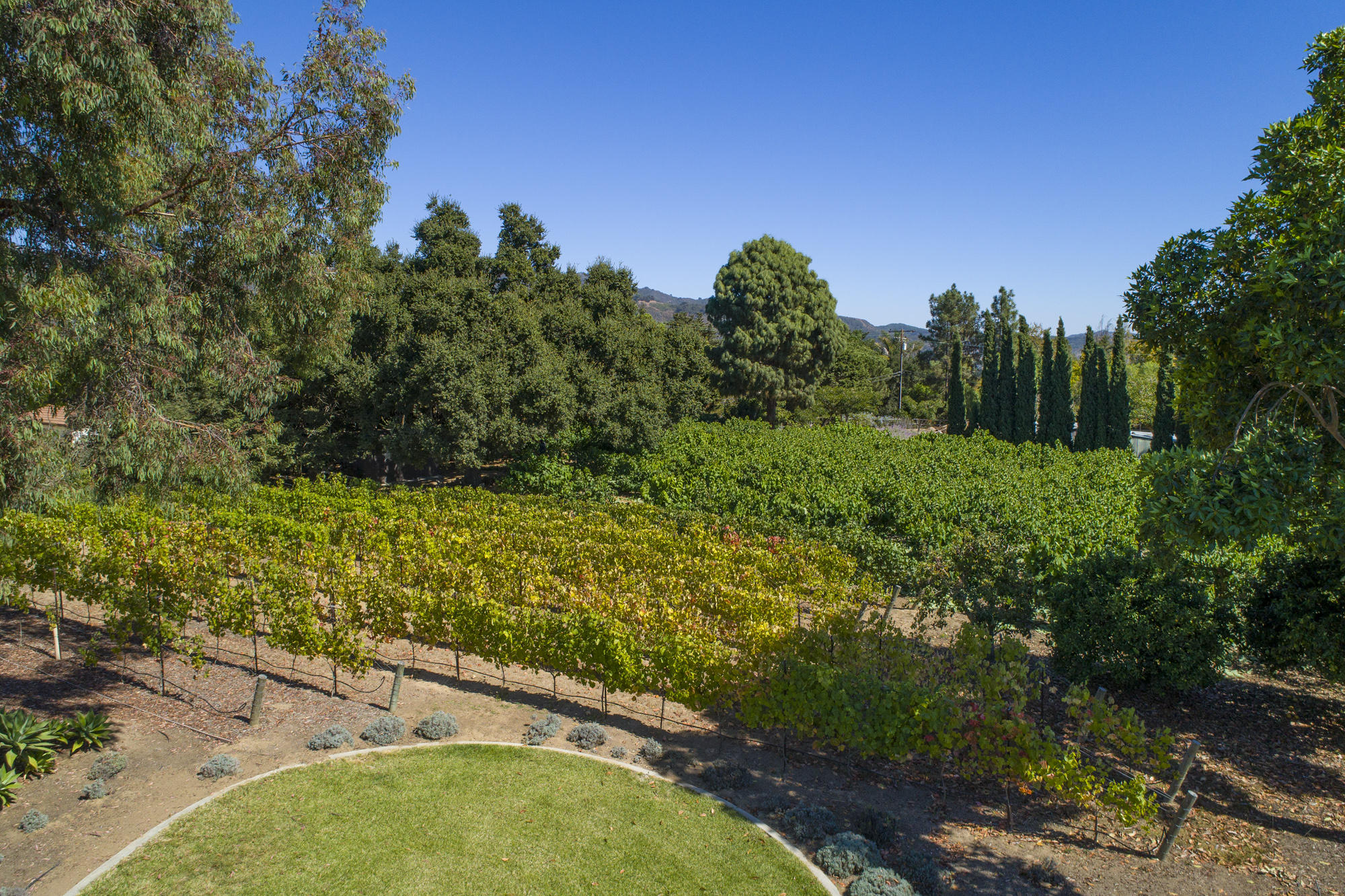 7410 Shepard Mesa Road Carpinteria, CA 93013 - Photo 18 of 32 Petite Syrah Vineyard