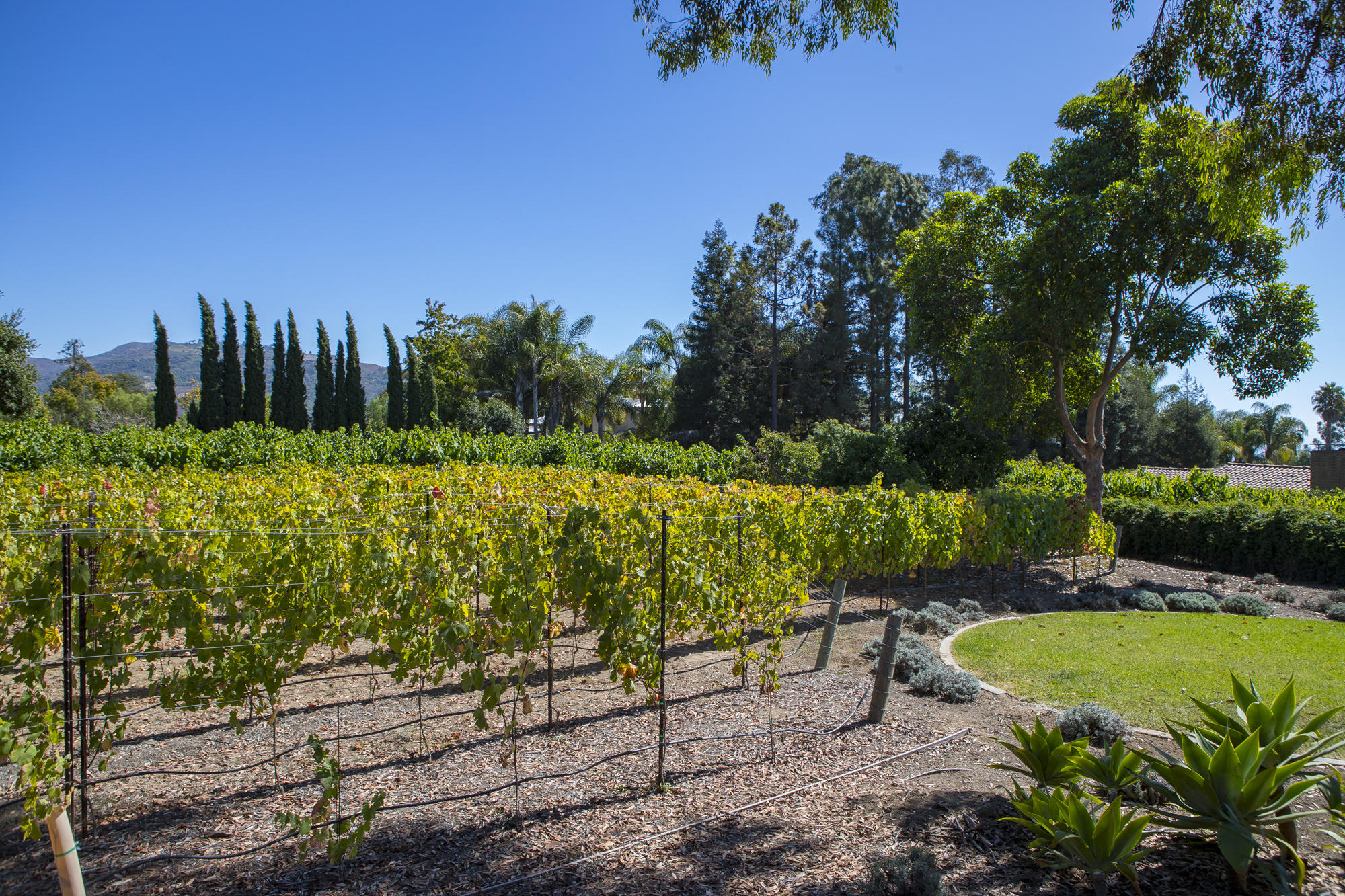 7410 Shepard Mesa Road Carpinteria, CA 93013 - Photo 19 of 32 Petite Syrah Vineyard
