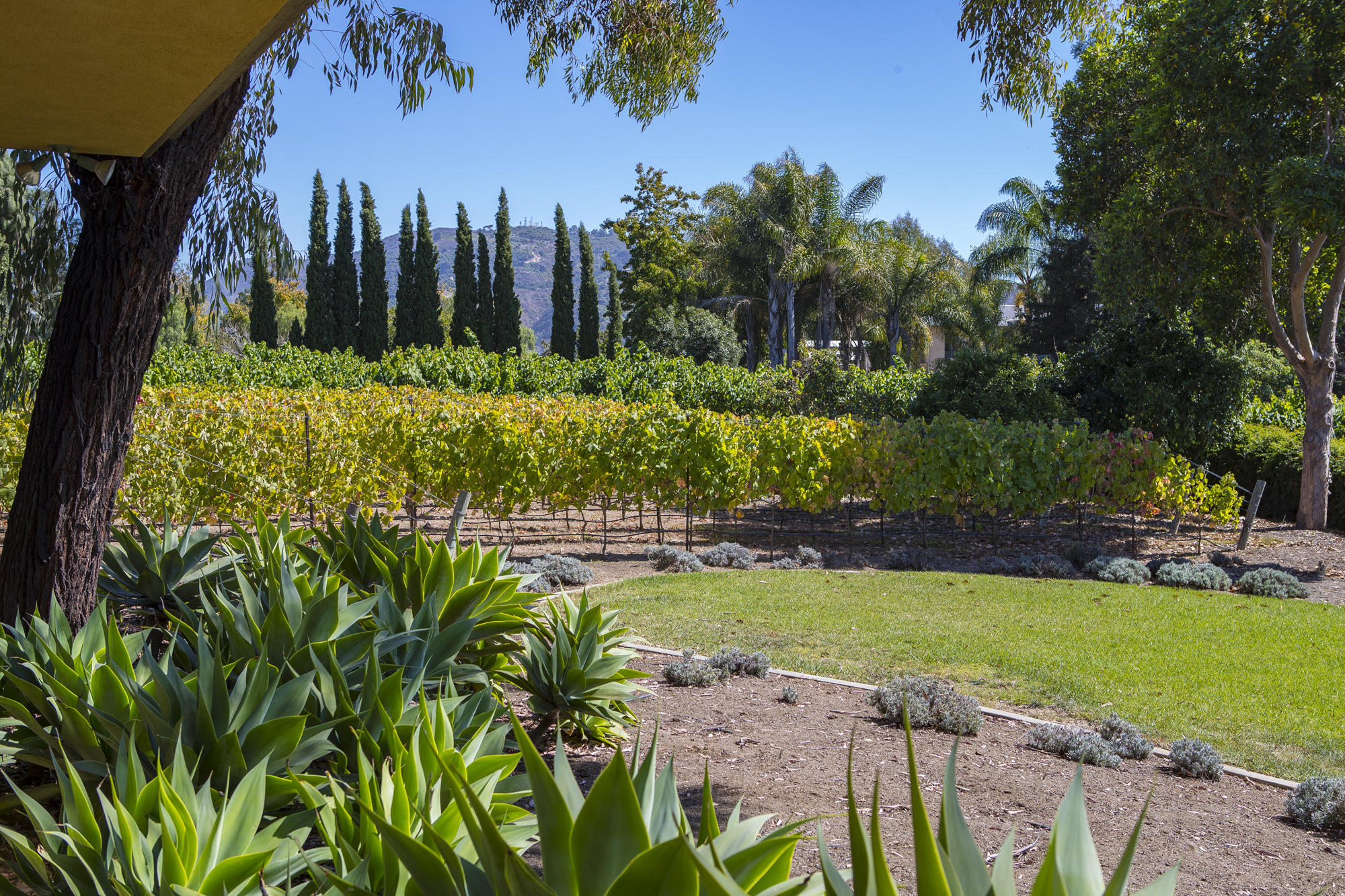 7410 Shepard Mesa Road Carpinteria, CA 93013 - Photo 20 of 32 Yard and Vineyard